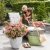 Hydrangea paniculata Switch Ophelia ®, Vipphortensia