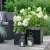 Hydrangea paniculata Magical Mont Blanc ®