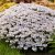 Iberis sempervirens Pink Ice, Vinteriberis