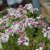 Iberis sempervirens Pink Ice, Vinteriberis