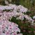 Iberis sempervirens Pink Ice, Vinteriberis