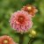 Dahlia Dekorativ Iced Tea 1st