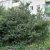 Ilex meserveae Blue Princess, Blå Järnek