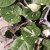Monstera Thai Constellation