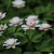 Anemone nemorosa Pink Delight, Vitsippa, P9cm