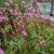 Bistorta amplexicaulis Pink Elephant, Blodormrot