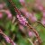 Bistorta amplexicaulis Pink Elephant, Blodormrot
