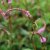 Bistorta amplexicaulis Pink Elephant, Blodormrot