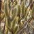 Salix chaenomeloides Mt. Aso