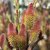 Salix chaenomeloides Mt. Aso