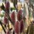 Salix chaenomeloides Mt. Aso