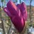 Magnolia liliiflora Susan
