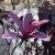 Magnolia liliiflora Susan