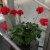 Stjärnpelargon Santorini, kruka