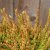 Calluna Sunset Zoe