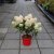 Hydrangea paniculata Bloody Marie ®