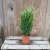 Ädelcypress