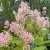 Ceanothus x pallidus Marie Simon