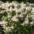 Hydrangea paniculata Living Infinity ®