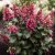 Hydrangea paniculata Living Infinity ®