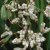 Iris foetidissima Fructo-Alba