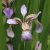 Iris foetidissima Fructo-Alba