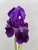 Iris germanica Black Knight, Trädgårdsiris