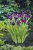 Iris kaempferi, Iris