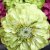 Zinnia, Benary´s Giant Lime