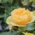 floribunda Julia Child ® (Absolutely Fabulous), Rabattros, C4