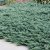 Juniperus horizontalis Blue Chip, Amerikansk Krypen