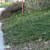 Juniperus horizontalis Blue Chip, Amerikansk Krypen, 30-40 C3,5