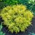 Juniperus horizontalis Limeglow, Amerikansk Krypen