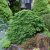 Juniperus procumbens Nana, Japansk Krypen, 30-40 C3,5
