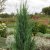 Juniperus scopulorum Blue Arrow, Röden, 60-80 C3,5