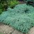 Juniperus squamata Blue Carpet, Mattblåen