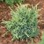 Juniperus squamata Holger, Blåen