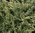 Juniperus squamata Holger, Blåen, 15-20 C2