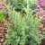Juniperus squamata Blue Swede (Hunnetorp), Himalayaen