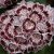 Kalmia latifolia Nani, Bredbladig Kalmia