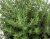 Kryddtimjan, Stickling, Thymus vulgaris Faustini