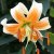 Lilium chalcedonicum Lady Alice, Turbanlilja, P11cm