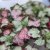 Lamium maculatum Purple Dragon, Rosenplister, P9cm