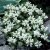 Lamium maculatum White Nancy, Rosenplister