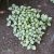 Lamium maculatum White Nancy, Rosenplister, P9cm