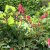 Lamprocapnos spectabilis Valentine ®, Löjtnantshjärta, C13cm