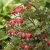 Lamprocapnos spectabilis Valentine ®, Löjtnantshjärta, C13cm