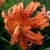Tigerlilja Flore Pleno 3st