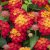 Eldkrona Lantana Shamrock ™ Red, stickling 2-pack