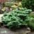 Larix kaempferi Blue Dwarf, Japansk Lärk